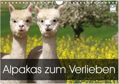 Produktbild von Alpakas zum Verlieben (Wandkalender 2025 DIN A4 quer), CALVENDO Monatskalender
