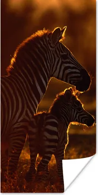 Produktbild von MuchoWow® Poster Zebra - Sonne - Fohlen 20x40 cm - Plakat - Foto