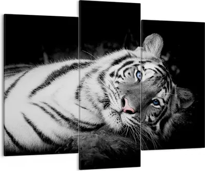 Produktbild von Bild auf Leinwand - Leinwandbild - 3 Teile - Weiß Tiger Schwarz und Weiß - 130x100cm - Wand Bild - Wanddeko - Wandbilder - Leinwanddruck - Bilder - Wanddekoration - Leinwand bilder - CB130x100-4247