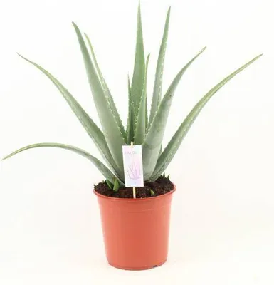 Produktbild von Echte Aloe Vera Ø24cm 70cm Zimmerpflanze Sukkulente Pflegeleichte Grünpflanze
