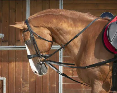 Obrázok produktu pre Norton Equestrian Viennese Zügel Full