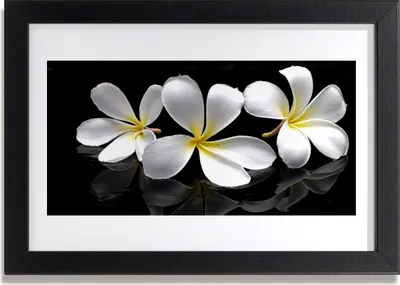 Produktbild von Bild 30x20 MDF-Rahmen Wandkunst Blumen Pflanzen