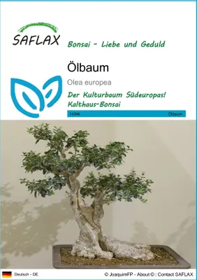 Produktbild von SAFLAX - Ölbaum - Olea europea - 20 Samen