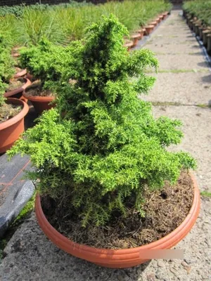 Produktbild von Cryptomeria japonica Elegans Viridis - japanische Sicheltanne - 25-30
