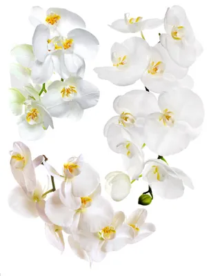 Image de Sanders & Sanders sticker mural fleurs blanc 85 x 65 cm