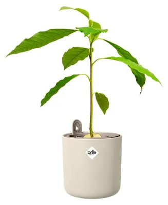 Produktbild von Avocado Topf 12 - Blumentopf zum Züchten und Ernten - 100% recyceltes Plastik - Ø 12,0 x H 12,1 cm - Weiß/Leinenweiß