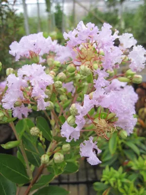 Produktbild von Kräuselmyrte Lafayette - Lagerstroemia Indica Lafayette - 40-60cm