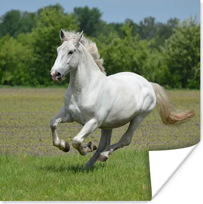 Produktbild von MuchoWow® Poster Pferde - Natur - Weiß 50x50 cm - Wohnzimmerdekoration
