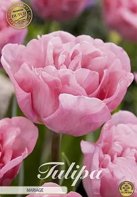 Artikelbild 2 von 'Tulpe Mariage (7 Stück)' aus der Kategorie Gefüllte Tulpen