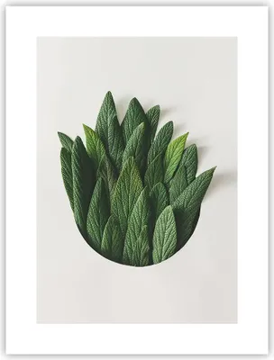Produktbild von Poster - Poster ohne Rahmen - Salbei Medizin Blätter - 30x40 cm - Wand Bild - Wanddeko - Wandbilder - Kunstposter - Wandposter - Bilder - Kunstdruck - Wanddekoration - Wandbild - P2XPA30x40-4859
