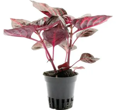 Produktbild von Terrariumpflanze DENNERLE PLANTS Blutblatt - Iresine ‘Bloodleaf’