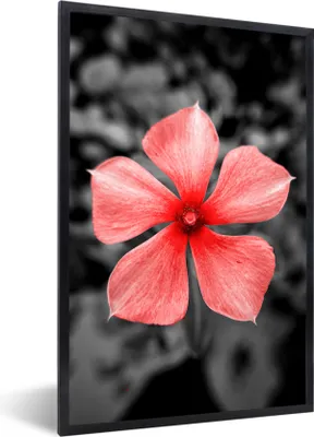 Produktbild von MuchoWow® MuchoWow® Gerahmtes Poster Blumen - Rot - Schwarz - Weiß 20x30 cm - Poster mit zchwarzem Bilderrahmen - Drucken - Bilder Poster im Rahmen