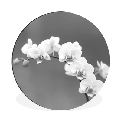 Produktbild von MuchoWow® Aluminium Wandkreis Orchidee - Blumen - Pflanze - Weiß - Lila Ø 60 cm Wanddeko Modern Wohnzimmer - Wand Kreis - Wandbild - Schlafzimmer - Aluminium Bild - Kinderzimmer - Wohnzimmer Dekoration - Wandschmuck