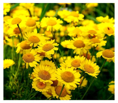 Produktbild von Färberkamille – Anthemis tinctoria – Mehrjährig – Goldgelbe Blüten – Robuste Wildstaude – 500 Samen