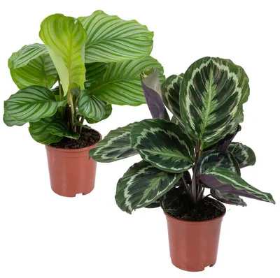 Image de Bloomique - Lot de 2 Calathea - Medallion et Orbifolia - Plantes paon - Dépolluantes - Sans danger pour les animaux - Hauteur 40-50 cm - Pot 14 cm