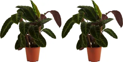Zdjęcie produktu dla Bloomique - Zestaw 2 szt. - Calathea Warscewiczii - Roślina pawia - Rośliny doniczkowe - Oczyszczające powietrze - Przyjazne dla zwierząt - Wysokość 50-70 cm - Doniczka 19 cm