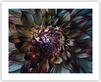 Produktbild von Poster - Poster ohne Rahmen - Blätter Agave Blume - 50x40 cm - Wand Bild - Wanddeko - Wandbilder - Kunstposter - Wandposter - Bilder - Kunstdruck - Wanddekoration - Wandbild - P2XAA50x40-5122