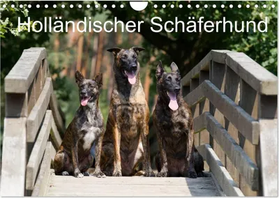 Produktbild von Holländischer Schäferhund (Wandkalender 2026 DIN A4 quer), CALVENDO Monatskalender