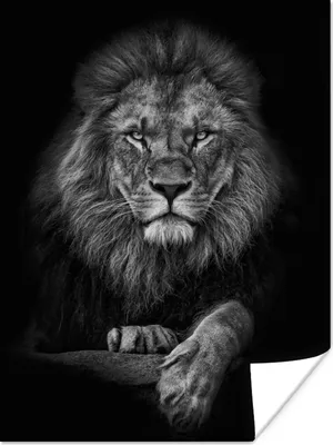Produktbild von MuchoWow® Poster Löwe - Tiere - Schwarz - Weiß 90x120 cm - Wohnzimmer