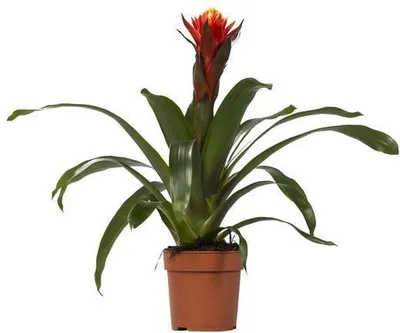 Produktbild von Bromelie Guzmania Happiness Zimmerpflanze Ø12cm 45cm Exotische Blühpflanze Deko