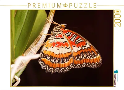 Produktbild von CALVENDO Puzzle Bortenfalter (Cethosia biblis) 2000 Teile Puzzle quer | 2000 Teile Lege-Größe 90x67cm Foto-Puzzle für glückliche Stunden