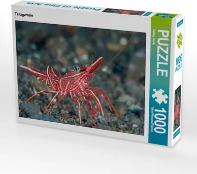 Produktbild von CALVENDO Puzzle Tanzgarnele | 1000 Teile Lege-Größe 64x48cm Foto-Puzzle für glückliche Stunden