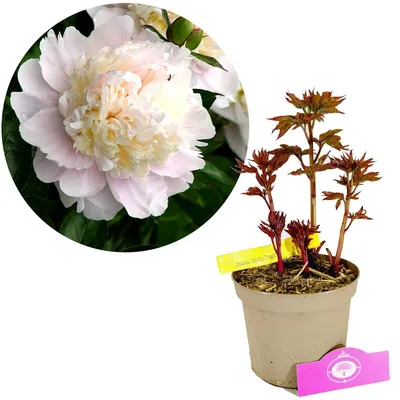 Obrázok produktu pre Paeonia lactiflora 'Shirley Temple' - Pivonka - výška 40 cm - 2 l kvetináč