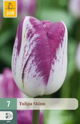 Produktbild von Tulipa Shiun Blumenzwiebel JUB 7 Stück