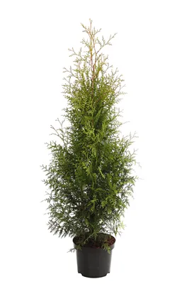 Produktbild von Dehner Thuja Brabant, für 7 Meter Hecke, ca. 140-160 cm, 12 x 23 l Topf, Heckenpflanze