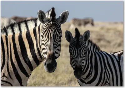 Produktbild von Tulup® Glas-Bild - 100 x 70 - Wandbild aus Glas - Wandkunst - Wandbild hinter gehärtetem Sicherheitsglas - Tiere - Zwei Zebras - Beige