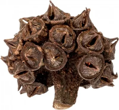 Produktbild von Eucalyptus Lehmannii klein ca. 3-5cm