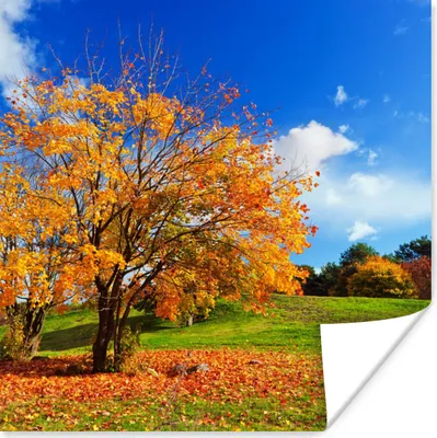 Produktbild von MuchoWow® Poster Baum - Blätter - Herbst - Jahreszeiten 50x50 cm - Wohnzimmerdekoration