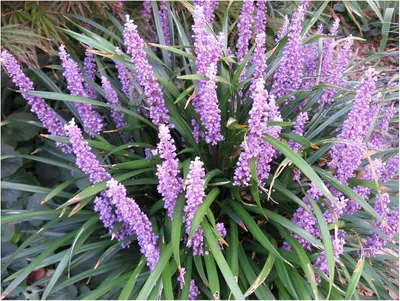 A close-up view of a Liriope muscari plant with purple flower spikes and green foliage.