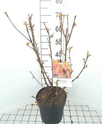 Image de Physocarpus opulif. 'Amber Jubilee'® - Vésicule 40- 60 cm - conteneur