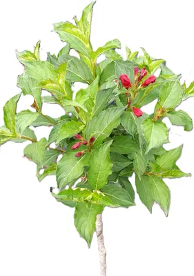 Immagine prodotto di Weigela - Wegelie Bristol Ruby - standard di fioritura rosso rubino 80 - 100 cm