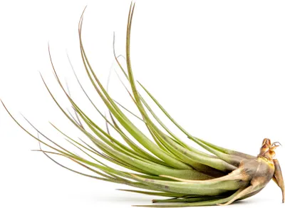 Obrázek produktu pro Gardners Tillandsia melanocrater red
