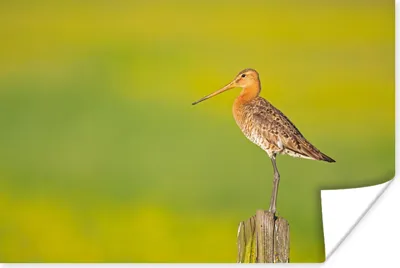 Produktbild von MuchoWow® Poster Vogel - Tiere - Uferschnepfe - Pfahl - Grün 180x120 cm - Fotoplakat