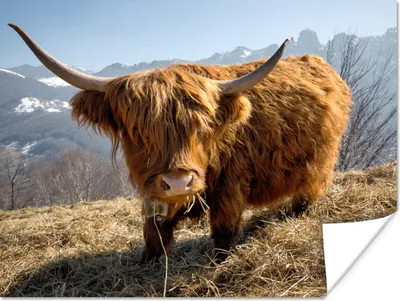 Produktbild von MuchoWow® Poster Schottischer Highlander - Berg - Schnee 120x90 cm - Wandbild