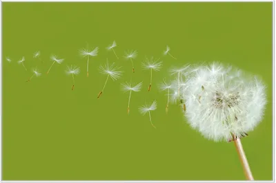 Produktbild von Wallario Wandbild Pusteblume auf der Wiese mit fliegenden Samen, Größe: 61 x 91,50 cm, Poster mit weißem Aluminiumrahmen
