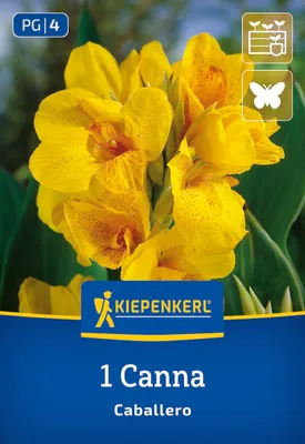 Produktbild von Kiepenkerl Blumenrohr Caballero Canna x Hybrida 1 Pflanze
