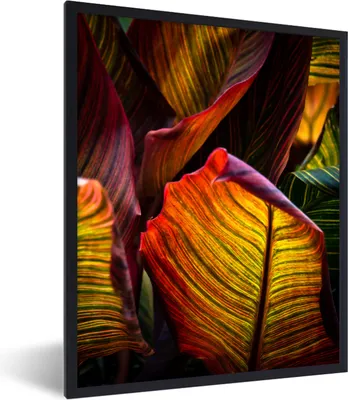 Produktbild von MuchoWow® MuchoWow® Gerahmtes Poster Blätter - Abstrakt - Farben 60x80 cm - Poster mit zchwarzem Bilderrahmen - Premium - Wanddeko Wohnzimmer