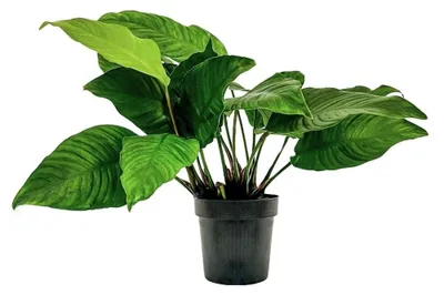 Produktbild von Mutterpflanze Aquariumpflanze Anubias heterophylla Nr.302 XL Pflanzen AquaOne