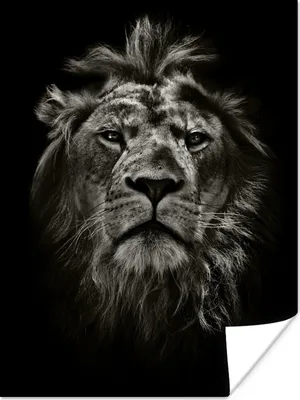 Produktbild von MuchoWow® Poster Tiere - Schwarz - Weiß - Porträt 120x160 cm - Wandbilder