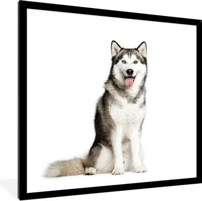 Produktbild von MuchoWow® Gerahmtes Poster Husky-Porträt 40x40 cm - Poster mit Schwarzem Bilderrahmen Wandposter Rahmen Foto Bilder - Mit Rahmen - Wanddekoration Schlafzimmer