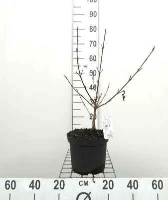 Produktbild von Viburnum carlesii - Schneeball 40- 60 cm - Container