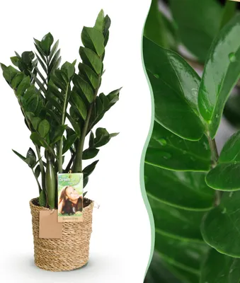 Immagine prodotto di Zamioculcas - Pianta ZZ - Bassa manutenzione - con cesto - Verde - 65-75cm - Ø17cm - Pianta d'appartamento - Sempreverde
