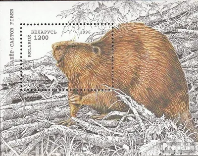 Produktbild von Briefmarken Weißrussland 1996 Mi Block6 (kompl.Ausg.) postfrisch Naturschutz