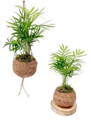 Obrázek produktu pro Kokodama Chamaedorea elegans (L)