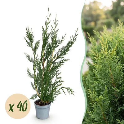 Produktbild von Cupressocyparis leylandii 2011 - Leylandii - Heckenpflanzen - Immergrün - Grün - Pflegeleicht - 40 Pflanzen - Topf Ø 9 cm - Höhe 30-40 cm