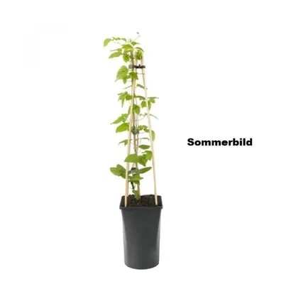 Produktbild von 3 x Clematis Kletterplanzen Mix (3 Pflanzen): 3 kaufen/2 bezahlen - Blau (The President), Weiβ (Bateman) & Rot (Rouge Cardinal) | Winterhart